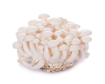 白玉菇约500g