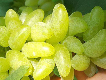 金手指葡萄 1000g